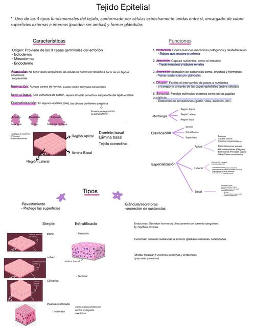 Histología T E Revestimiento