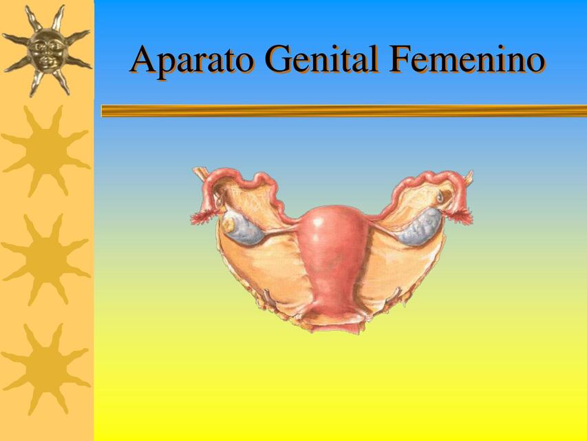 Aparato genital femenino 