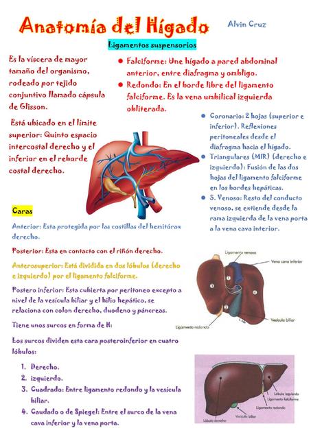 Anatomía del Hígado