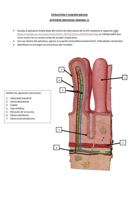 EyF TAREA Sem11