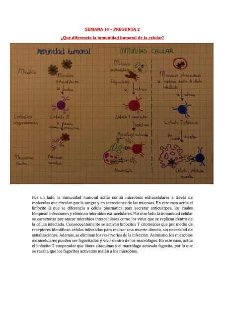 Semana 14 tarea