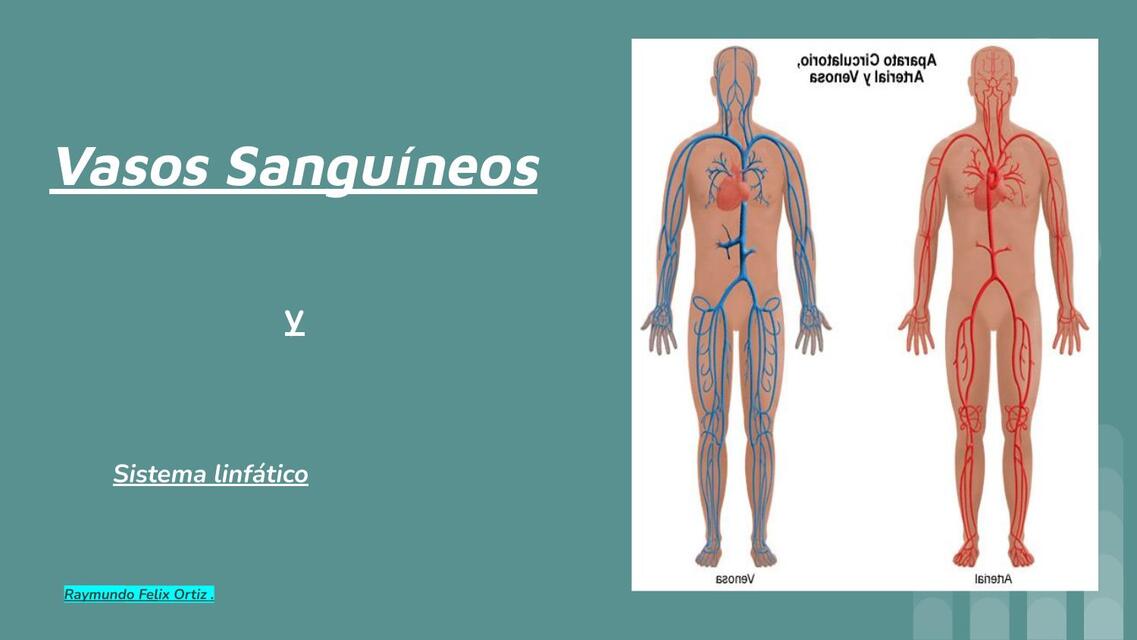 Vasos Sanguíneos(resumido)