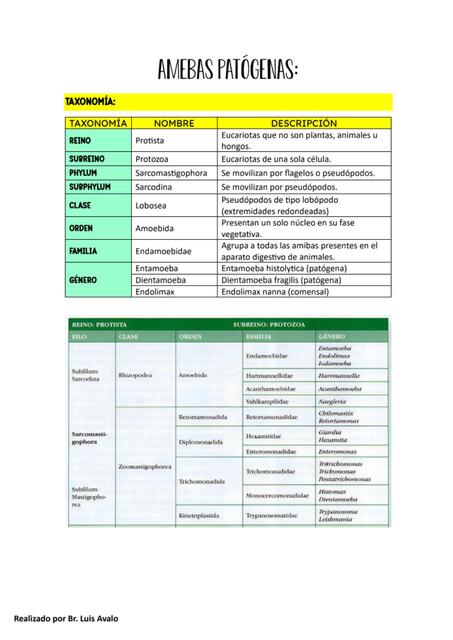 1 AMEBAS PATOGENAS