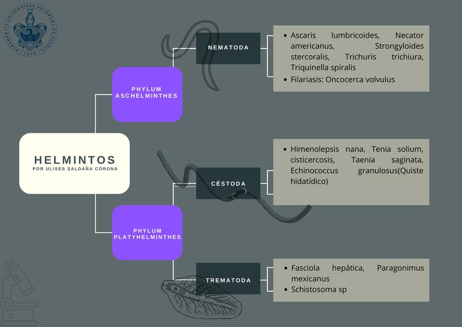 Generalidades Helmintos