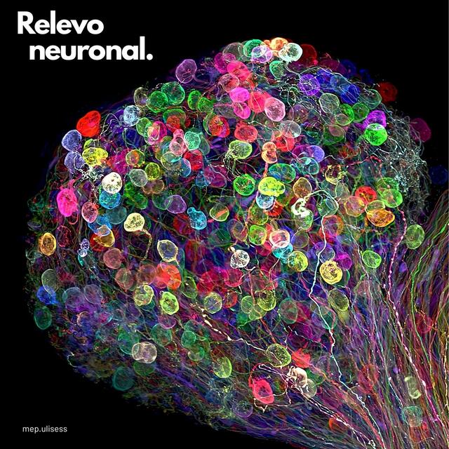 Relevo neuronal - Individually labeled axons in an e