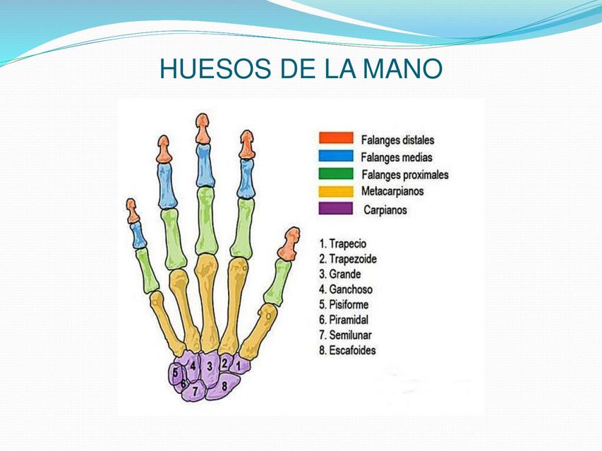 Huesos de la mano