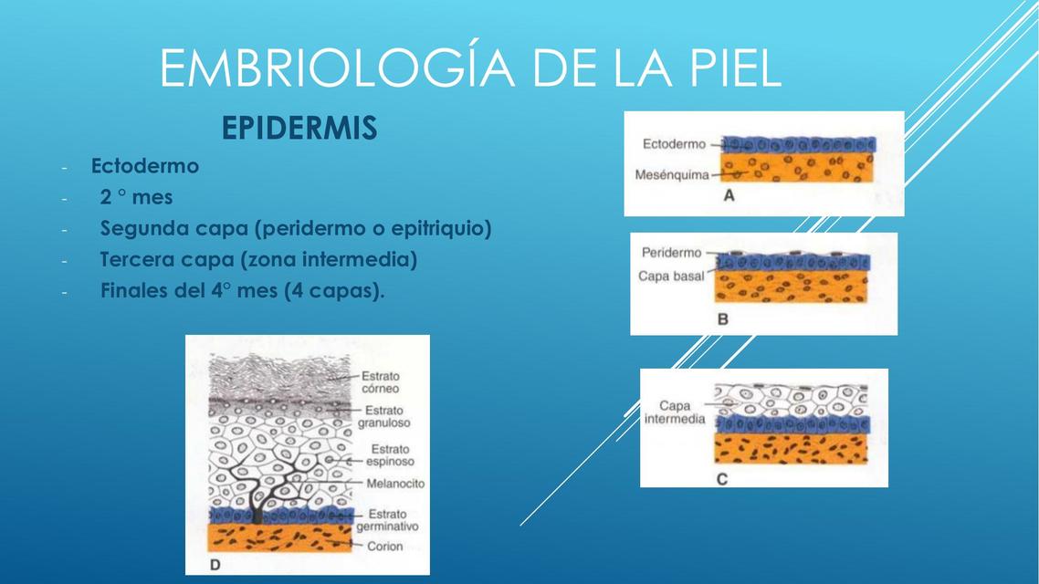 Embriología de la piel