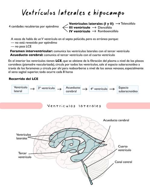 Ventrículo e hipocampo