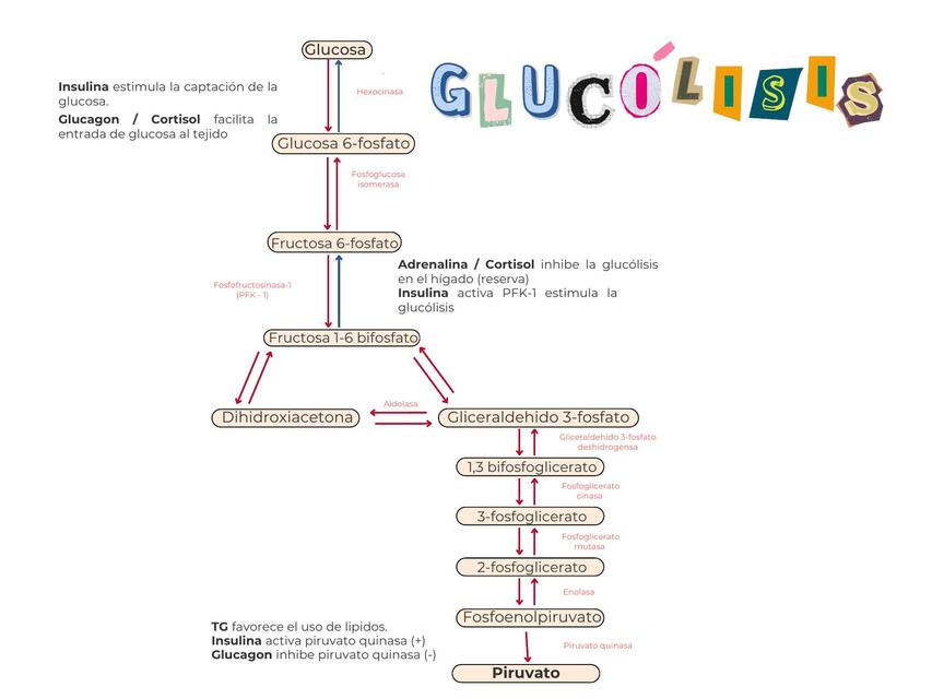 VÍAS METABÓLICAS ENDOCRINOLOGÍA