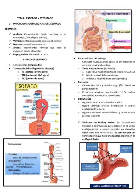 TEMA 4 ESOFAGO Y ESTOMAGO