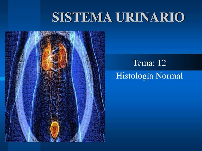 Sistema urinario 