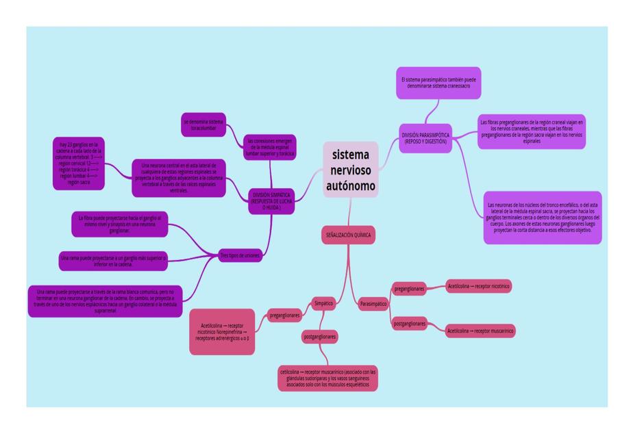 Sistema Nervioso Autónomo 