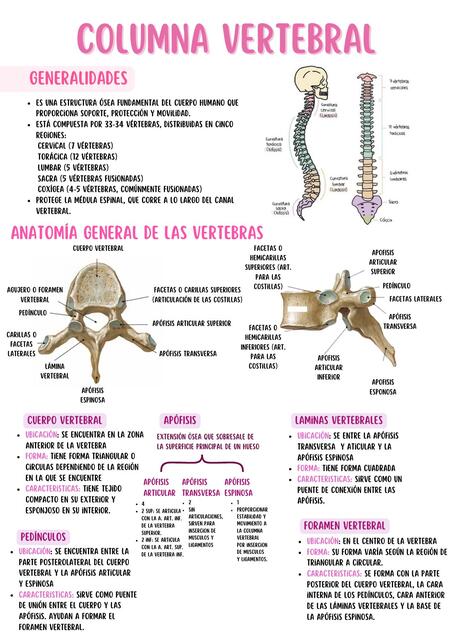 COLUMNA VERTEBRAL