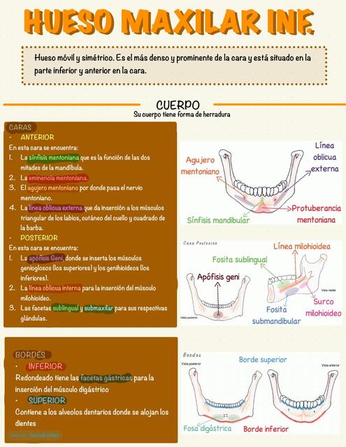 HUESO MAXILAR INF