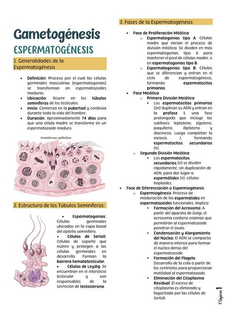 Resumen embrio Langman - 1 studymedwithanto