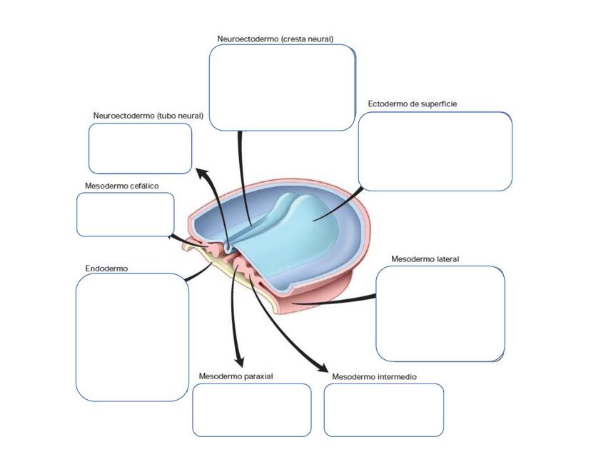 ACTIVIDAD HISTOGENESIS PDF