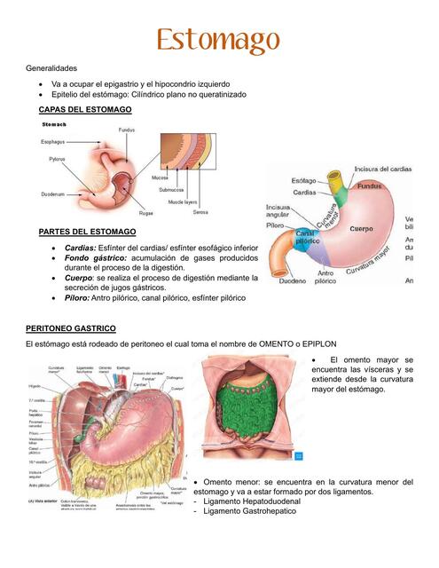 Anatomia de estomago, Intestino delgado y colon