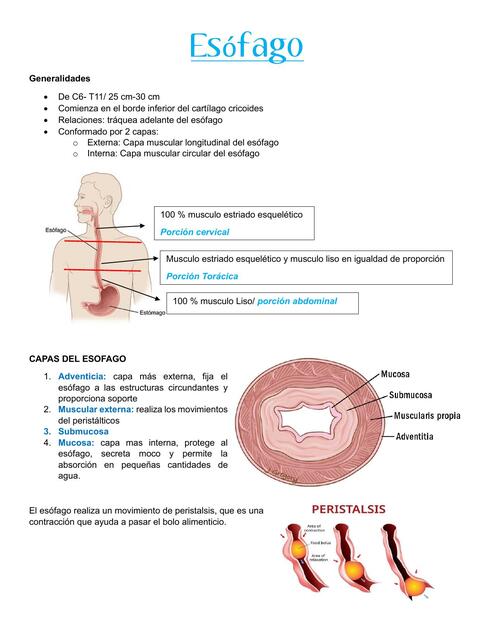 Anatomia de Esófago