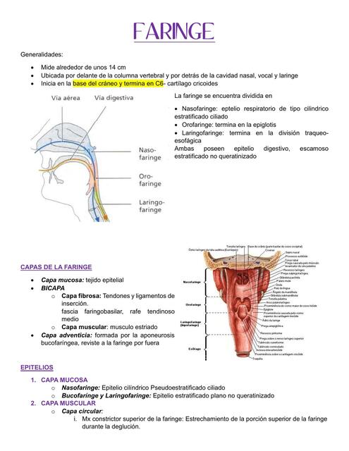 Anatomia de la Faringe