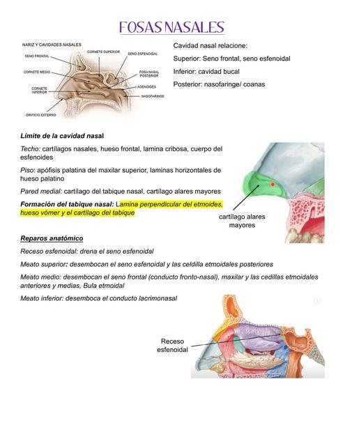 Anatomia del sistema respiratorio