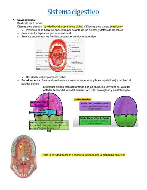 Sistema digestivo y cavidad bucal