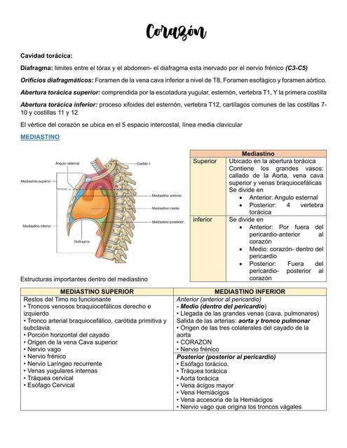 Anatomia de Corazón