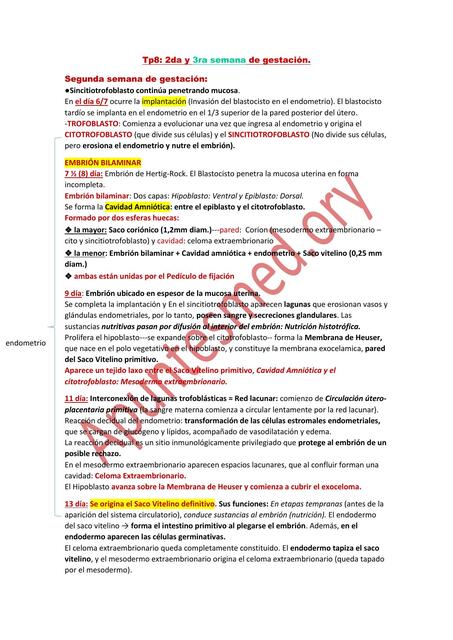 Segunda y Tercera semana de Gestación