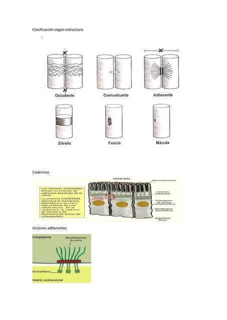 Clasificación según estructura