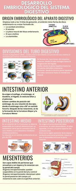 DESARROLLO EMBRIOLÓGICO DEL SISTEMA DIGESTIVO