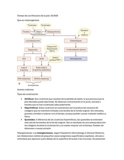 MELANOGENESIS, ACNE Y ROSACEA