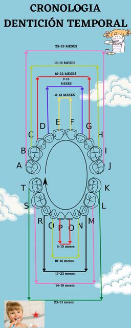 infografia denticion temporal
