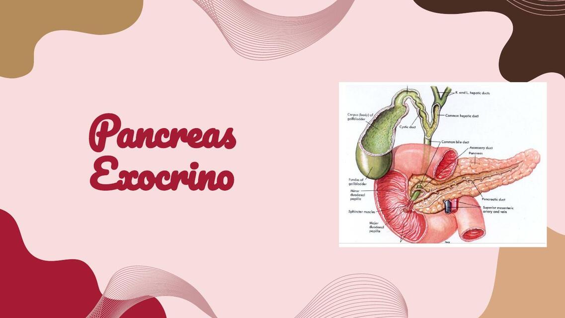 Pancreas Exocrino