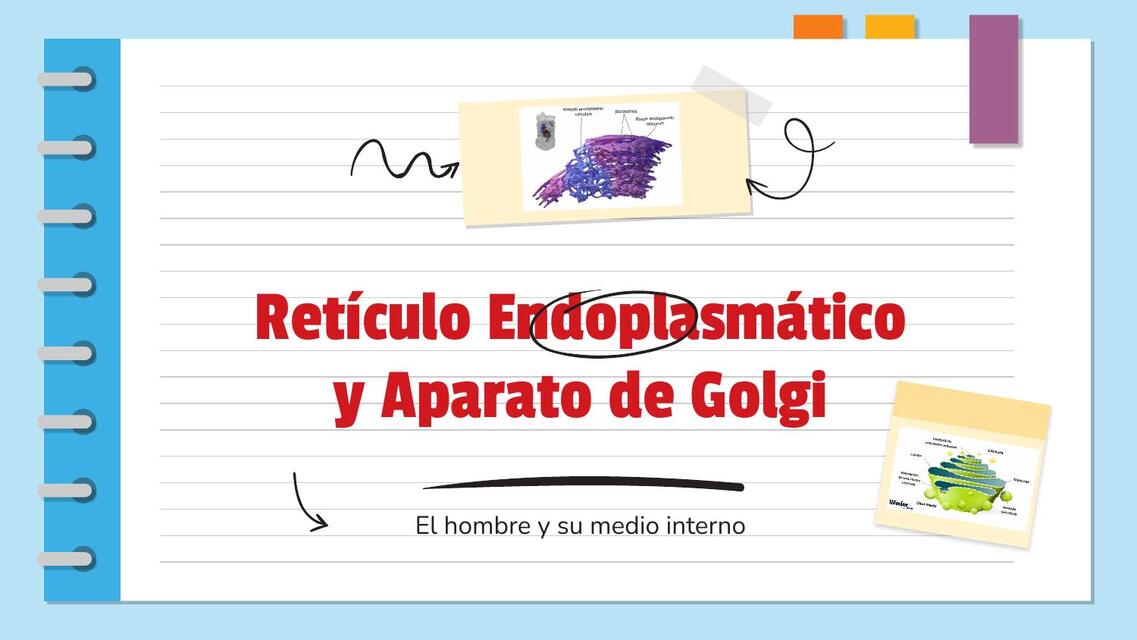 Retículo Endoplasmático y Aparato de Golgi