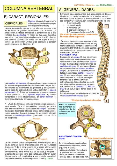 COLUMNA