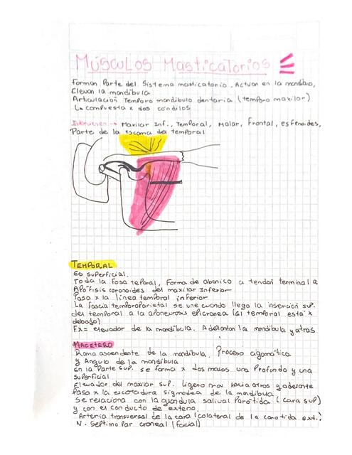 Musculos masticatorios