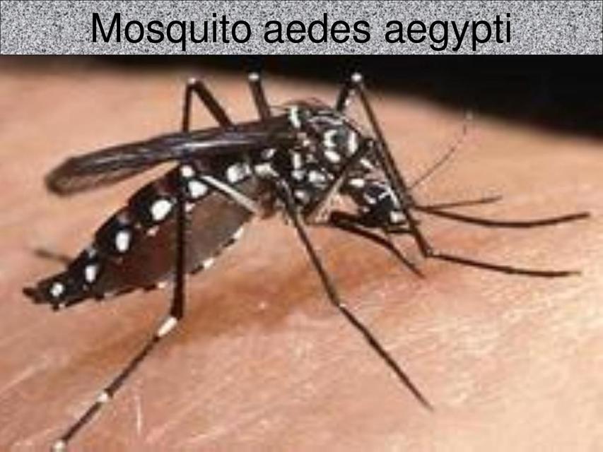 Mosquito Aedes Egypti