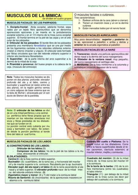 Musculos de la mimica