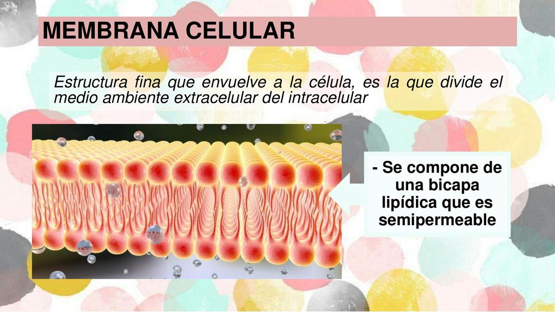 lipidos de la membranA