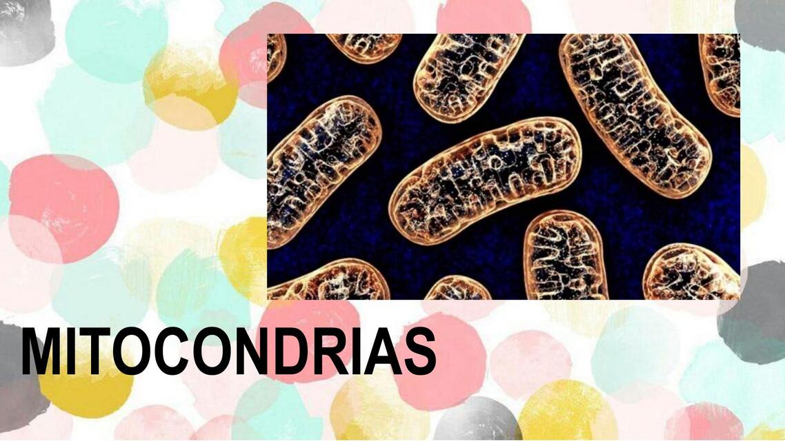 MITOCONDRIAS