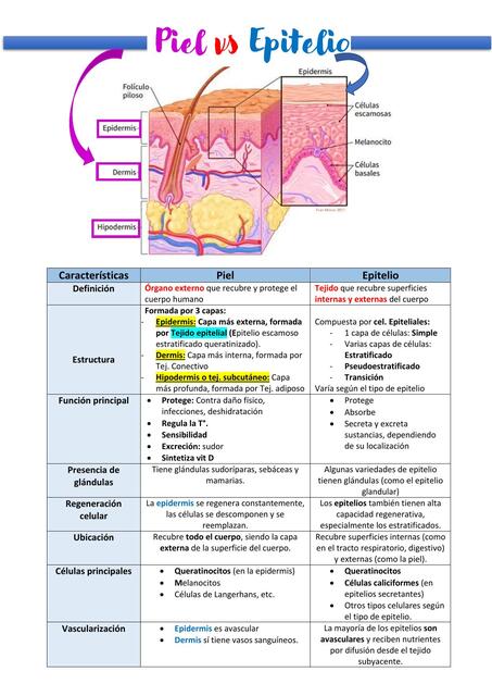 Piel vs Epitelio