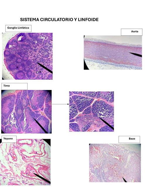 SISTEMA CIRCULATORIO Y LINFOIDE