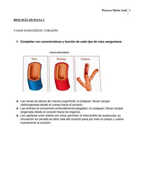 CORAZÓN. Humana I