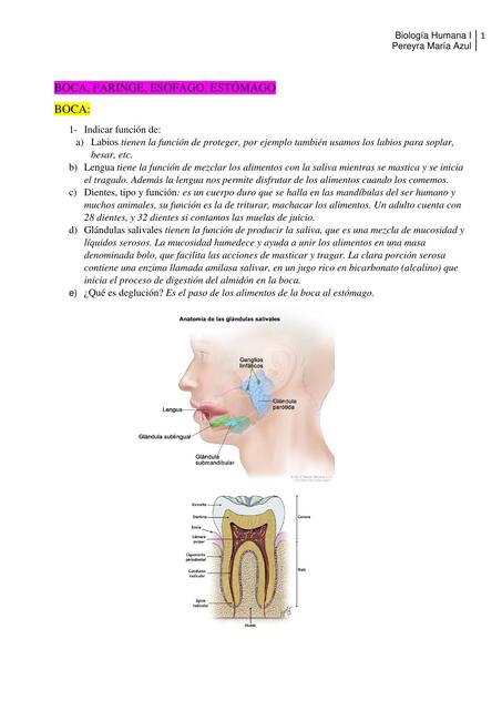 Humana I. BOCA