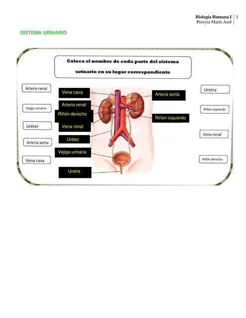 SISTEMA URINARIO. Humana I