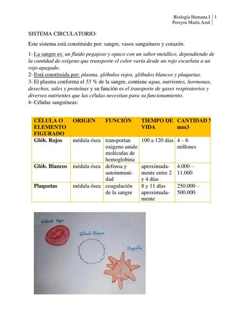 Sistema Circulatorio. Humana I