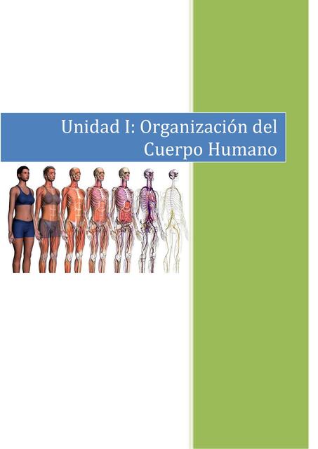 Unidad I. Organización del cuerpo humano