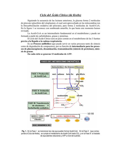 ciclo de Krebs