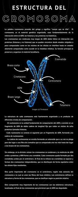 Estructura del cromosoma