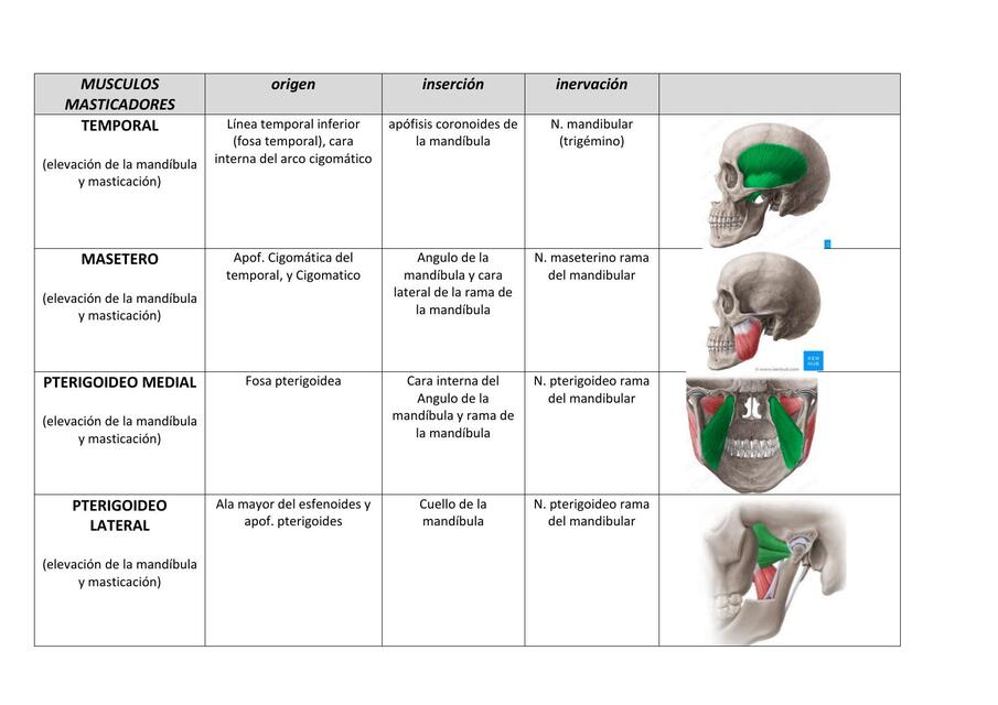 MUSCULOS MASTICADORES Y MUSCULOS DEL CUELLO CYD