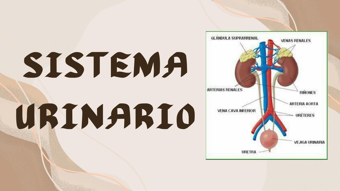 DIAPOSITIVAS SISTEMA URINARIO